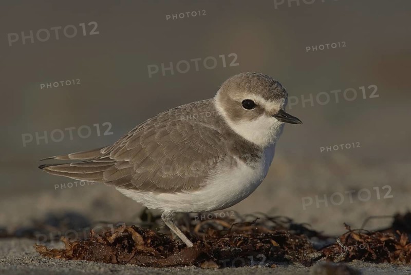 Snowy Plover (Charadrius nivosus), California, USA