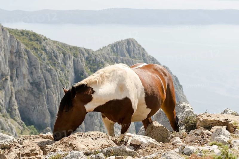 Horse in mountain with Adriatic Sea in the background in Croatia