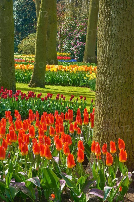 Blooming tulips (Tulipa) in different colours in a park with trees and green meadow, spring, Keukenhof, Botanical Garden, Lisse, Netherlands