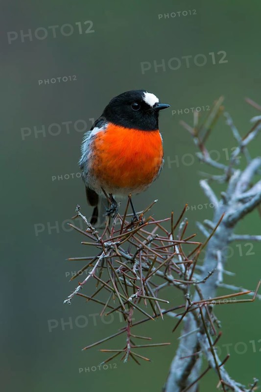 Scarlet Robin (Petroica boodang) male perched on a branch, Victoria, Australia