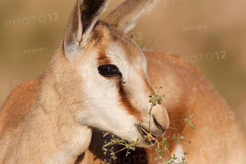 Springbok (Antidorcas marsupialis), young animal, feeding on plants, animal portrait, head close-up, golden morning light, Kgalagadi Transfrontier Park, Northern Cape, South Africa