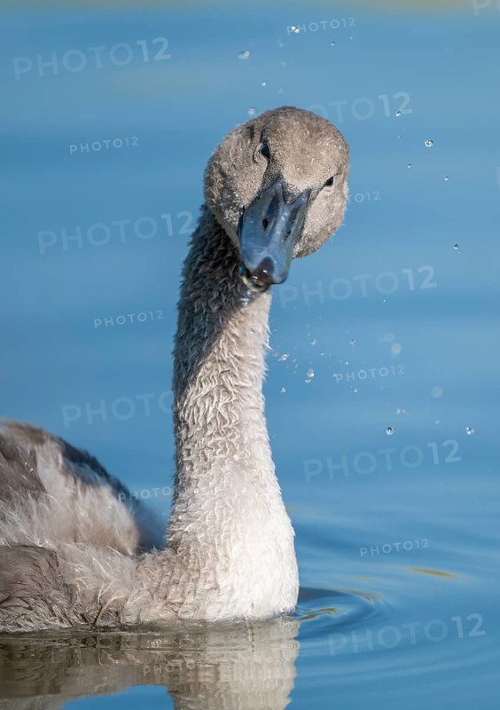 Mute swan (Cygnus olor) young bird swimming on a pond and shaking its head, Thuringia, Germany