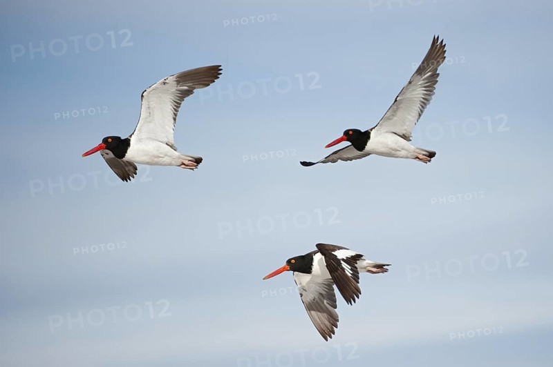 American Oystercatcher (Haematopus palliatus) flying, New York, USA