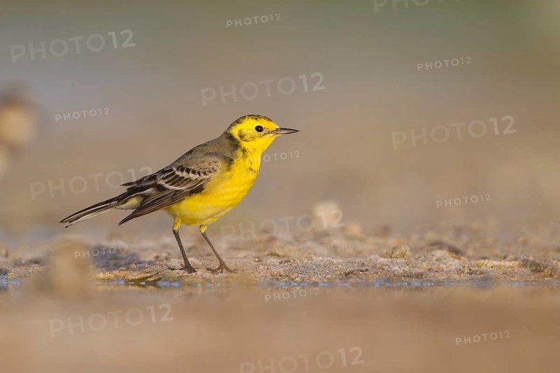 Citrine Wagtail - Zitronenstelze - Motacilla citreola, Oman