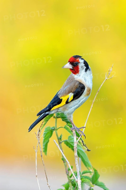 Goldfinch, goldfinch, (Carduelis carduelis), biotope, habitat, foraging, Worms district, Worms, Rhineland-Palatinate, Germany