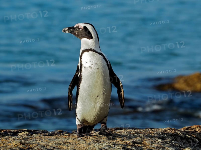 Spectacled penguin (Spheniscus demersus)