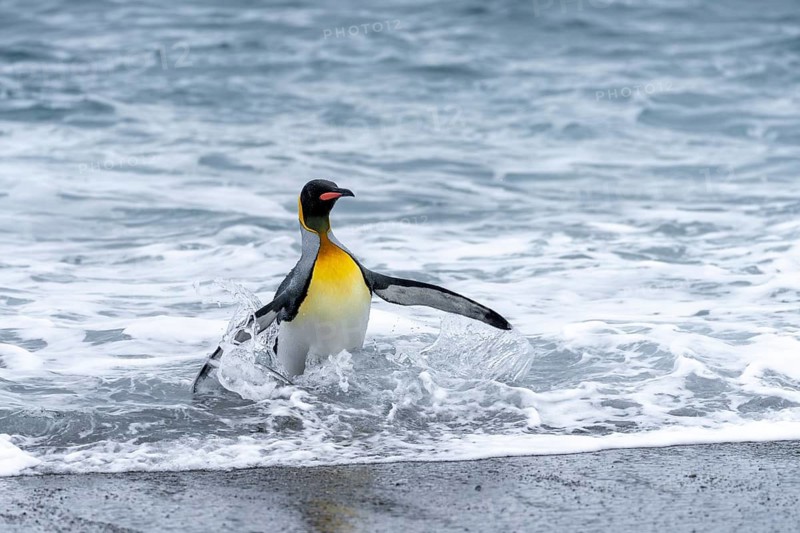 King penguin (Aptenodytes patagonicus), adult animal comes out of the surf onto the beach with outstretched wings, Salisbury Plain, South Georgia