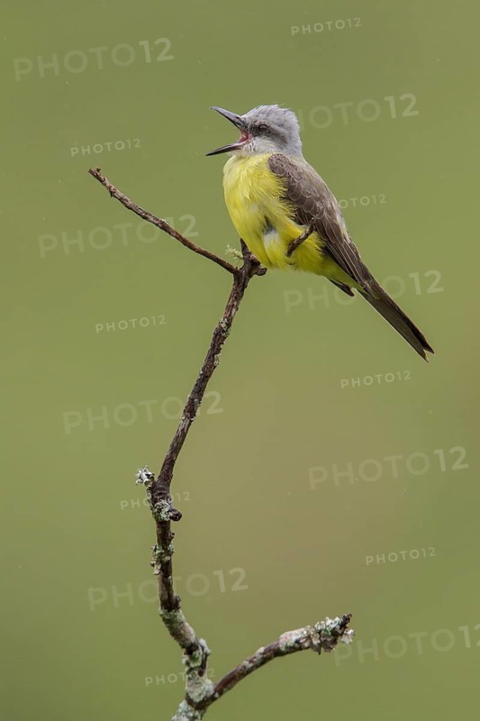 Tropical Kingbird (Tyrannus melancholicus) perched on a branch in the Atlantic rainforest of southeast Brazil