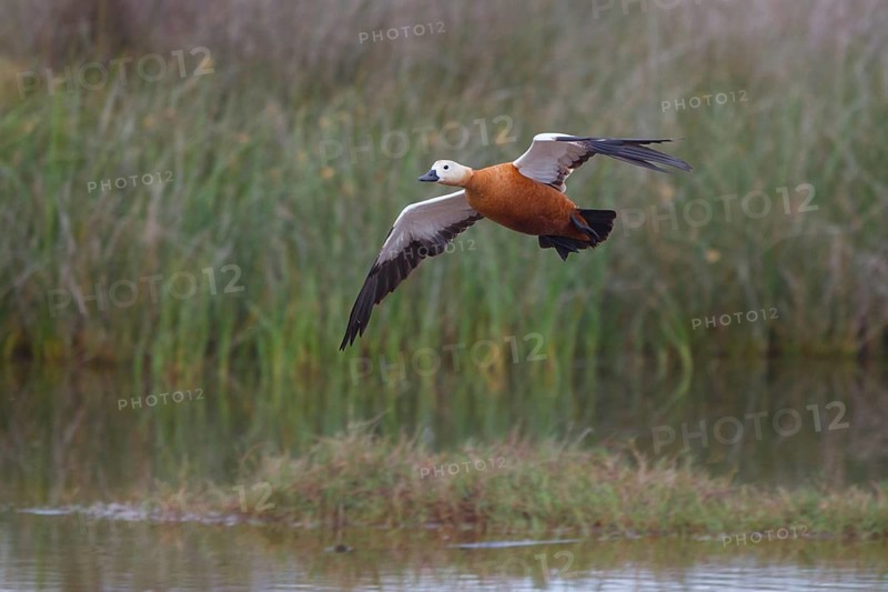 Ruddy Shelduck (Tadorna ferruginea) flying, Greece