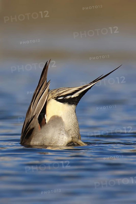 Northern Pintail (Anas acuta) male, British Columbia, Canada