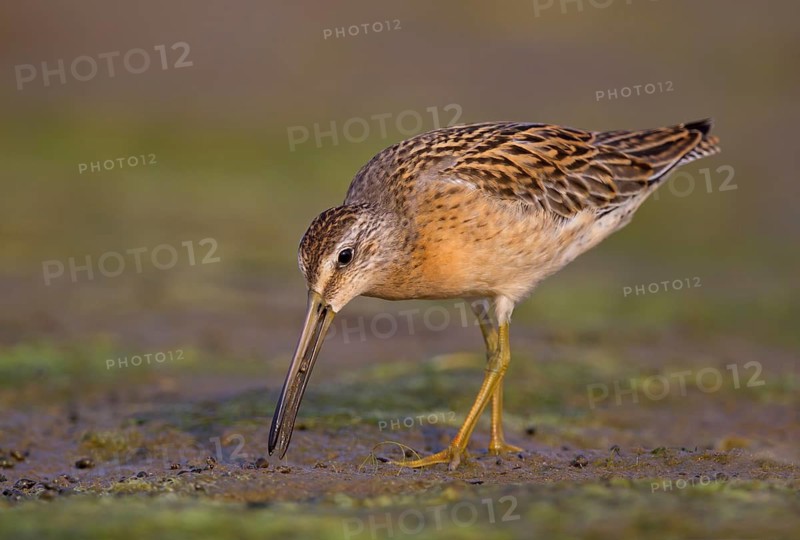 Short-Billed Dowitcher, juvenile