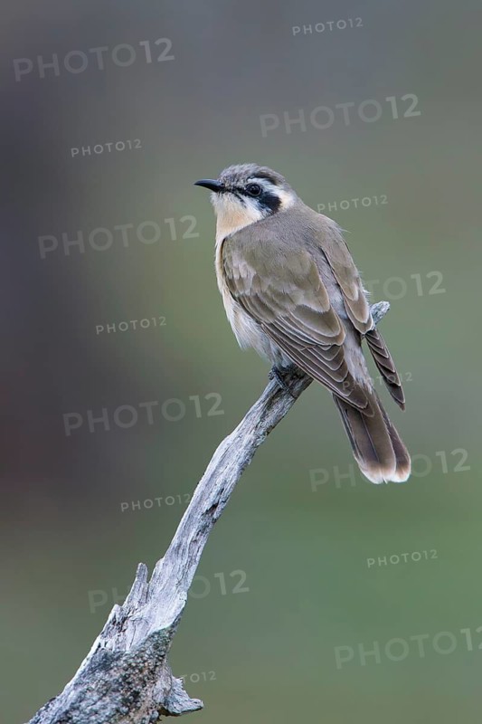 Black-eared Cuckoo (Chrysococcyx osculans) perched on a branch, Victoria, Australia