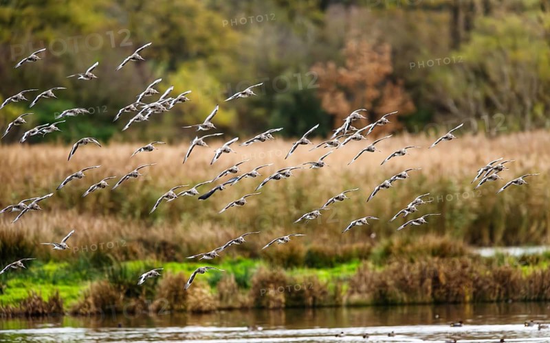 Black-tailed Godwits, Limosa limosa, birds in flight over marshes