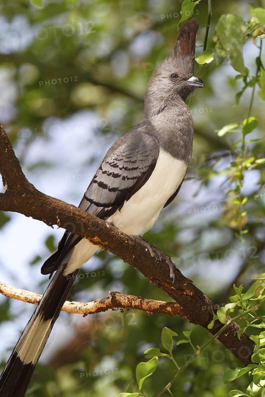 White-bellied Go-away-bird (Corythaixoides leucogaster) male, Lake Baringo, Kenya