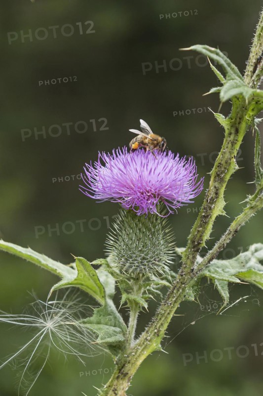 Bees on a flower, Cirsium vulgare, Cambridge Botanical Garden, Germany