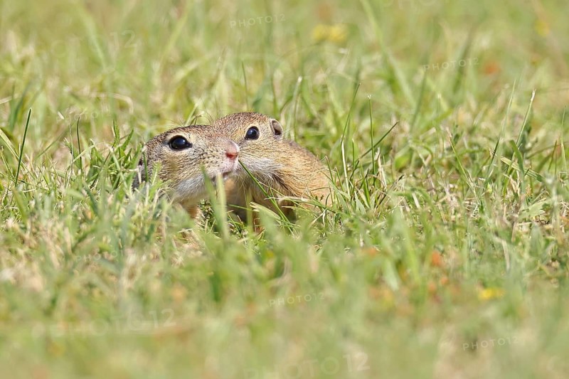 European ground squirrel (Spermophilus citellus) two young animals playing in a meadow, Burgenland Austria