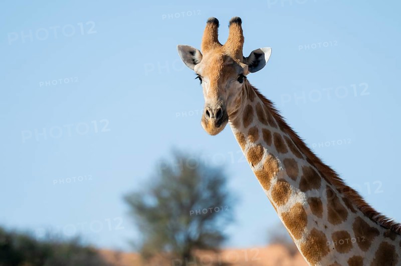 Animal portrait, Cape giraffe (Giraffa giraffa giraffa), Kgalagadi Transfrontier National Park, Northern Cape, South Africa