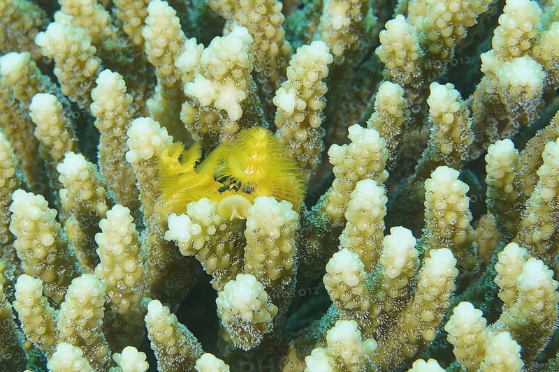 Christmas tree worm (Spirobranchus giganteus)
