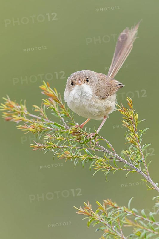 Red-backed Fairywren (Malurus melanocephalus) perched on a branch in eastern Australia