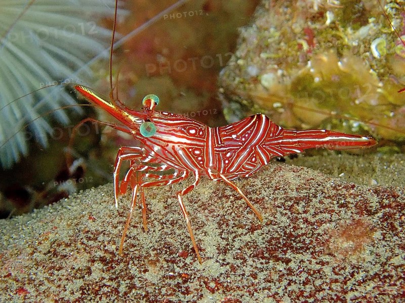 Camel shrimp (Rhynchocinetes durbanensis)