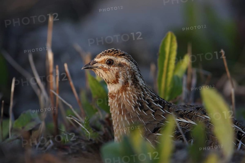 Common Quail (Coturnix coturnix), Mallorca, Spain