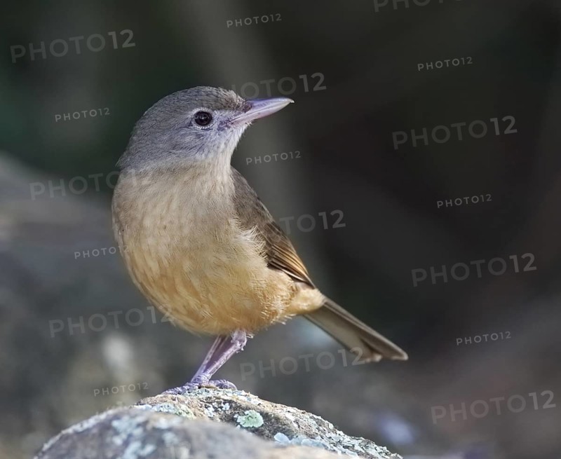 Little Shrikethrush (Colluricincla megarhyncha rufogaster), Queensland, Australia
