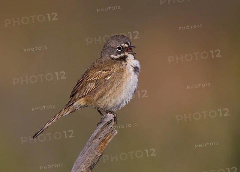 Bell's Sparrow (Artemisiospiza belli), California, USA