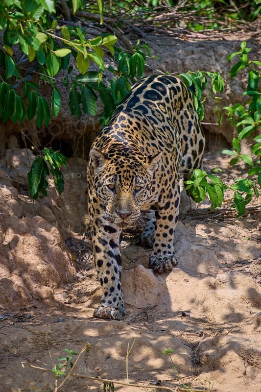 A jaguar moves purposefully in the shade of the jungle, Jaguar (Panthera onca), Pantanal, Mato Grosso, Brazil