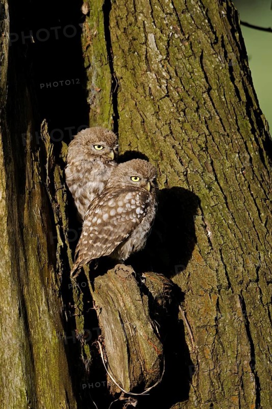 Little Owl (Athene noctua) juveniles perched on tree, North Rhine-Westphalia, Germany