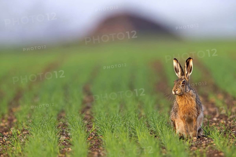European hare, (Lepus europaeus), animals, mammals, hare, hare family, field, two, Lake Neusiedl, Apetlon, Burgenland, Austria