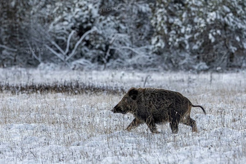 Wild boar boar (Sus scrofa) follows the female boar, which in the meantime has moved into a spruce shelter, winter, snow, cold, intoxication period, mating season, November, Denmark