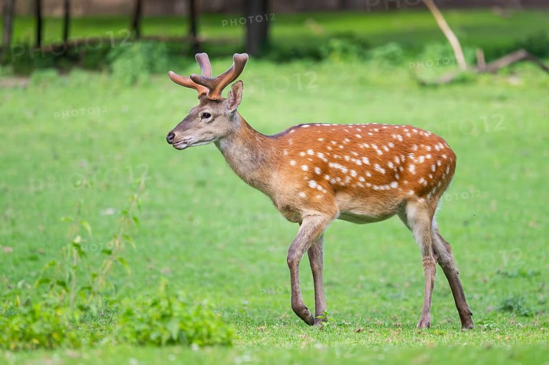Sika deer (Cervus nippon) male walking on a meadow, Bavaria, Germany