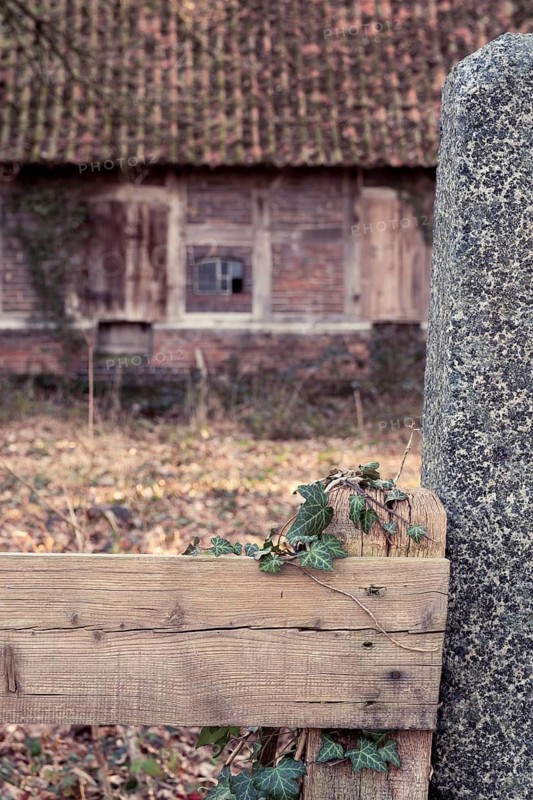 Ivy (Hedera helix) entwines itself around a wooden fence with an old farmhouse behind it, Otersen, Kirchlinteln, Verden, Aller Leine Valley, Lower Saxony, Germany