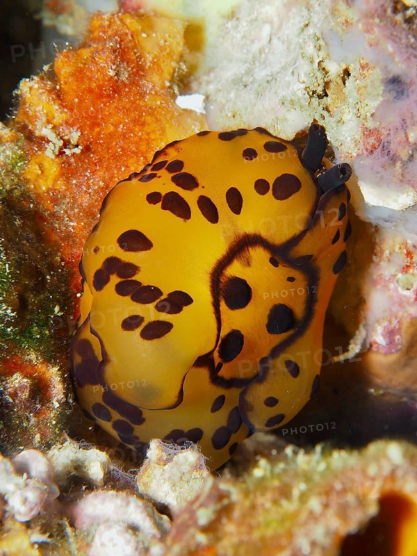 Yellow nudibranch with black spots, Martens flank gill (Tomoberthella martensi), on a rocky bottom in the sea, dive site Napoleon, Permuteran, Bali, Indonesia
