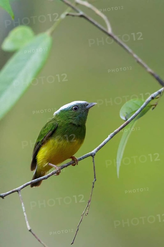 Snow-capped Manakin (Lepidothrix nattereri) perched on a branch in the Amazon of Brazil
