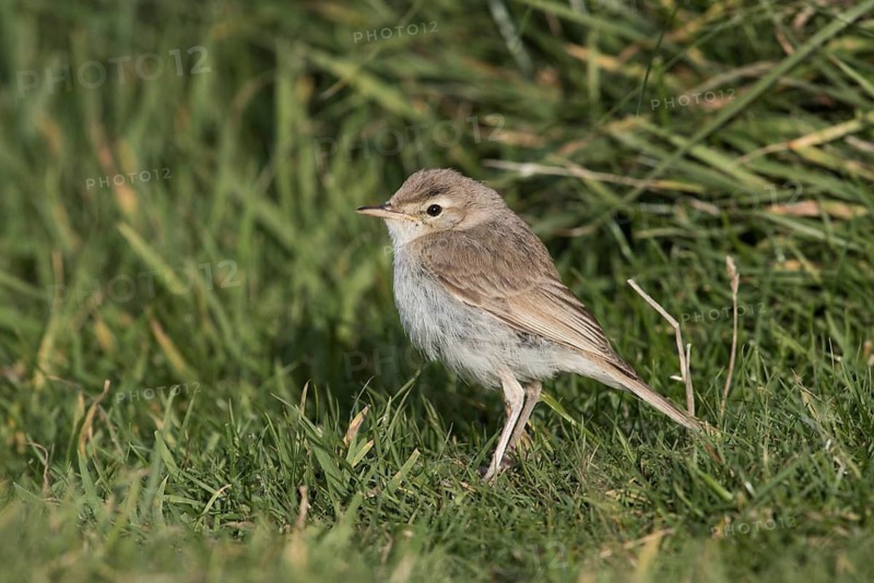 Booted Warbler (Iduna caligata) perched on a branch, Wales, United Kingdom