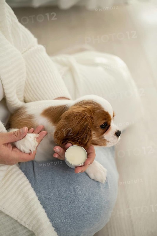 A cozy scene with a small puppy resting on a person's lap, held gently while applying pet care cream. A warm home setting, emphasizing love and care for pets