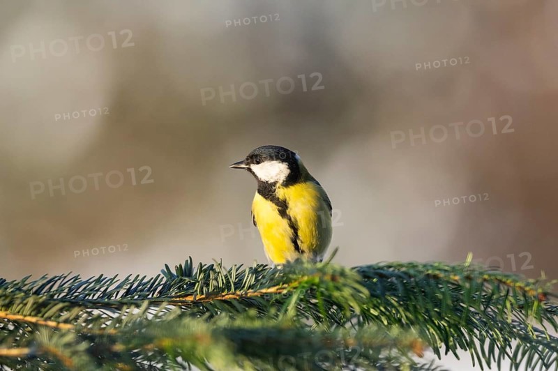 Great tit (Parus major) sitting on a branch, Bavaria, Germany