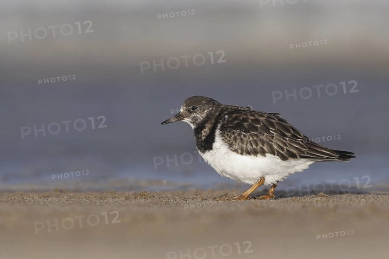 Ruddy Turnstone (Arenaria interpres), Netherlands