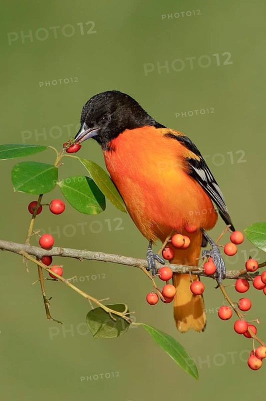 Baltimore Oriole (Icterus galbula) male, Texas, USA