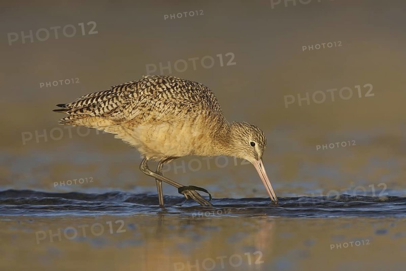 Marbled Godwit (Limosa fedoa), California, USA