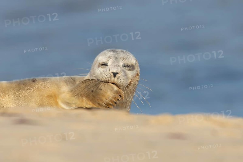 Common or Harbor or Harbour seal (Phoca vitulina) adult animal relaxing on a seaside beach, England, United Kingdom