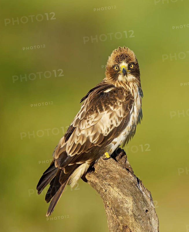 An eagle with a watchful gaze sits majestically on a branch and looks directly into the camera