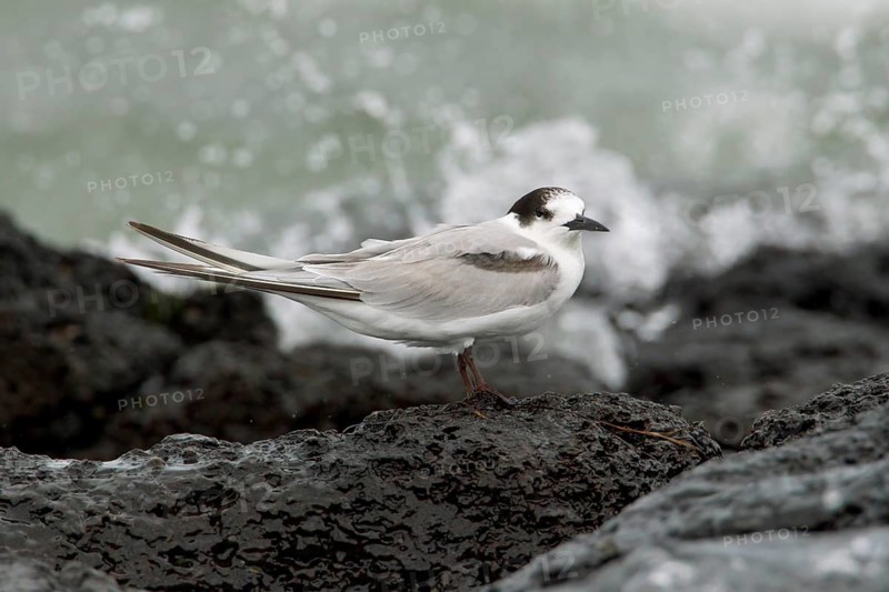 Common Tern-longipennis (Sterna hirundo longipennis), Victoria, Australia