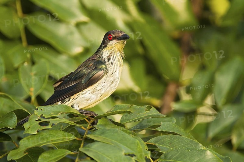 Metallic Starling (Aplonis metallica) juvenile, Queensland, Australia