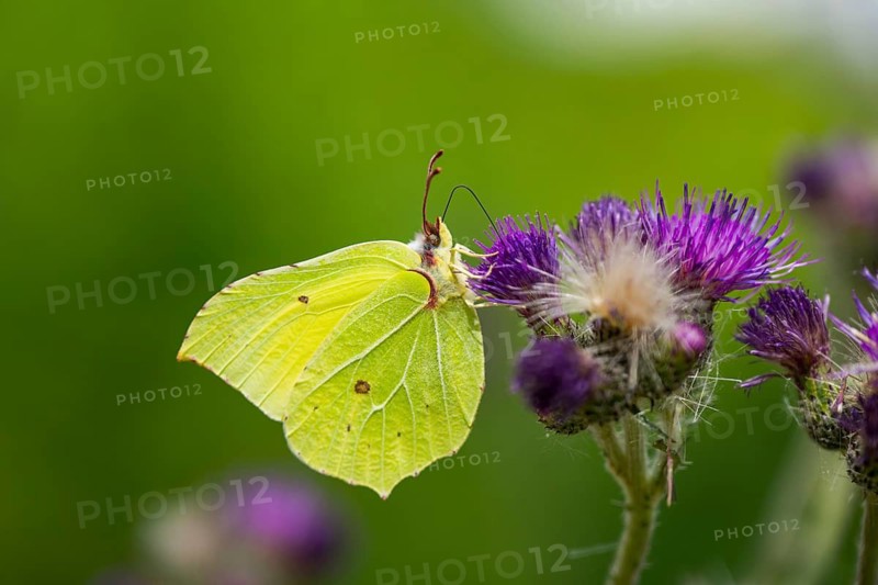 Common brimstone (Gonepteryx rhamni) butterfly on a flower eating nectar, Upper Palatinate, Bavaria, Germany
