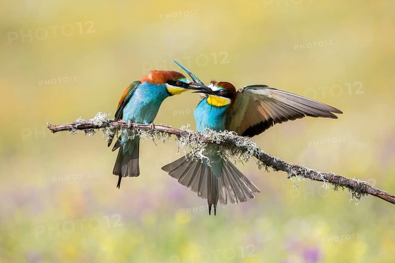 European Bee-eater (Merops apiaster) pair perched on a branch, Andalusia, Spain