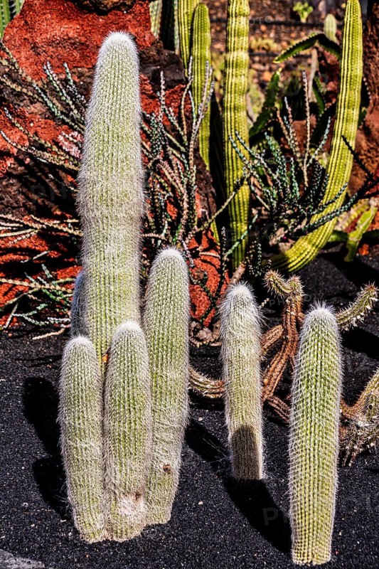 Cephalocereus Senelis, Jardin de Cactus with more than 10,000 cacti by Cesar Manrique, Guatiza, Lanzarote, Canary Islands, Spain