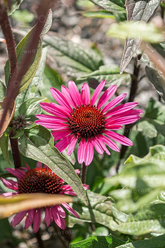 Red coneflower (Echinacea purpurea 'Fatal Attraction'),  Germany