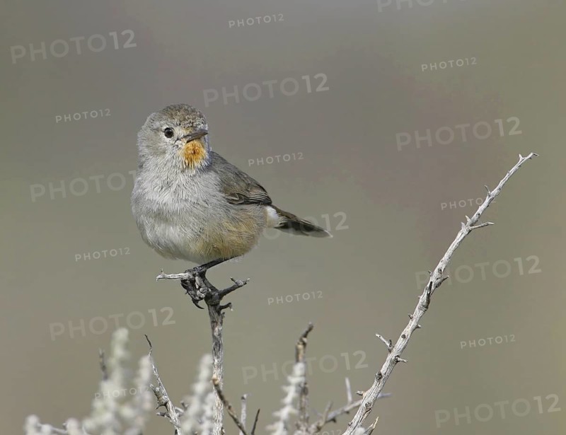 Redthroat (Pyrrholaemus brunneus), New South Wales, Australia